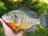 bluegill