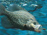 crappie