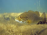 smallmouth bass