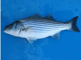 striped bass
